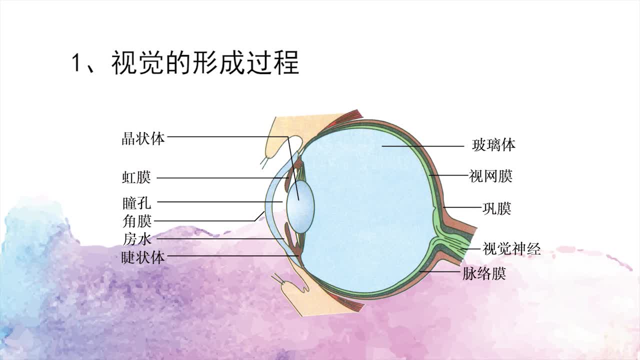 《同步考点精讲》生物七年级下册（山东科技版五四制）