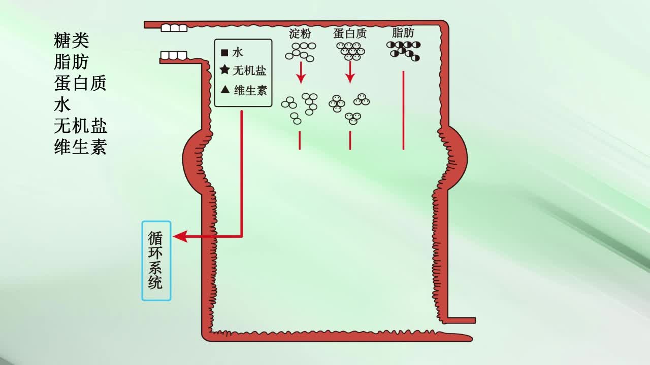 《同步考点精讲》生物七年级下册（济南版）